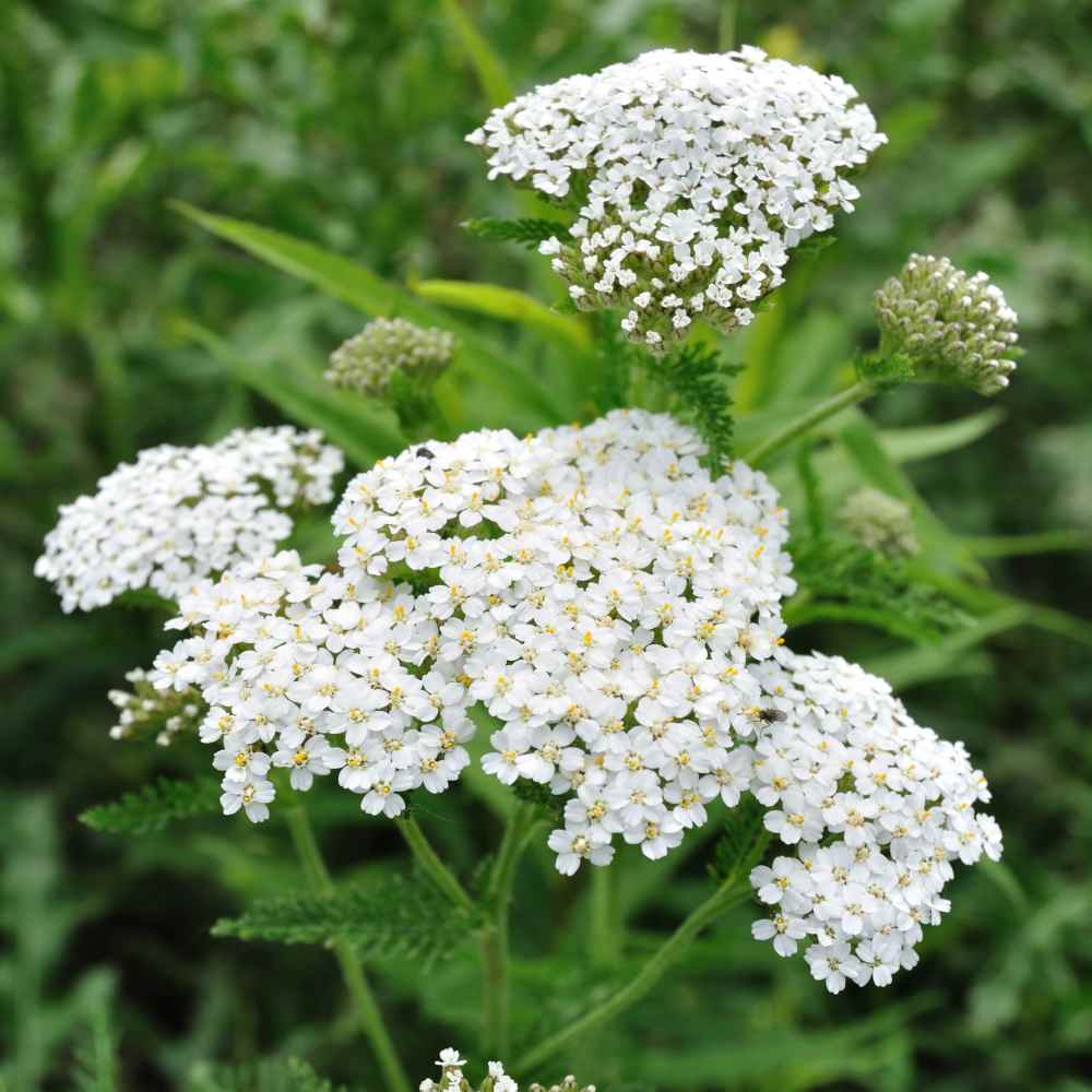 Yarrow Seed White Yarrow Wildflower Seeds