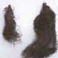 Mycorrhizae Image