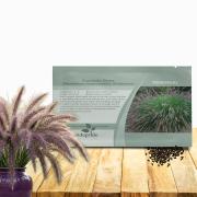 Chinese Fountain Grass