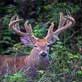 Premier Deer Blend Photo