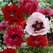Oriental Poppy 