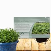 Spearmint Image