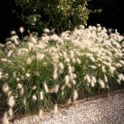 Feathertop