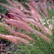Fountain Grass