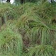 Weeping Love Grass