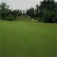Riviera Bermuda Grass