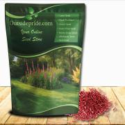 Sheeps Fescue Image