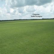 Compadre Zoysia Image