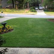 Zenith Zoysia Image