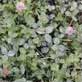 Wildlife Food Plot Photo