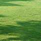 Panda Zoysia Image