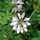 Crown Vetch