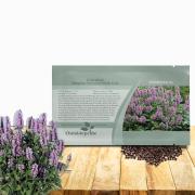 Pink Catmint