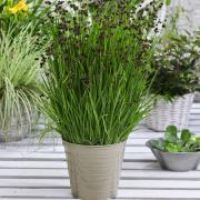 Juncus Ensifolius Starhead