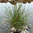 Juncus Filiformis Spiralis