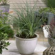 Juncus Pallidus Javelin