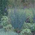 Juncus Patens Carmen's Gray