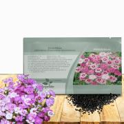Dianthus Plumaris