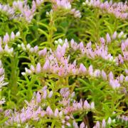 Sedum Seastar