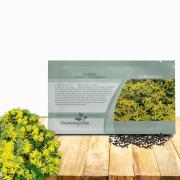 Sedum Czar's Gold
