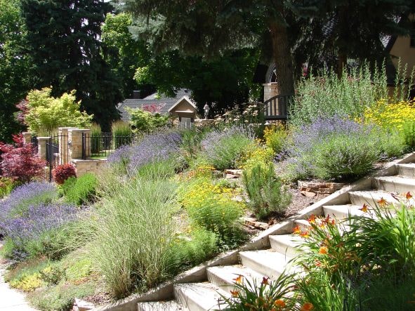 Drought Tolerant thumbnail