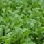 herb options