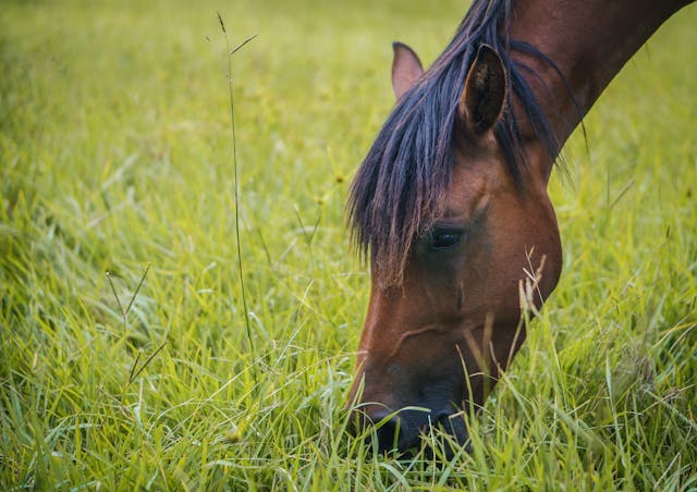 Pasture Grass