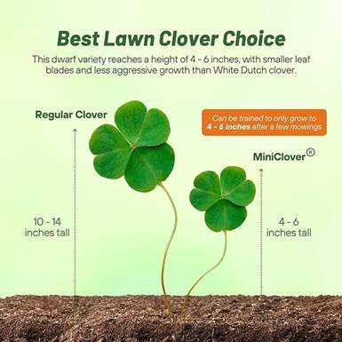 A four leaf clover growing from soil

AI-generated content may be incorrect.