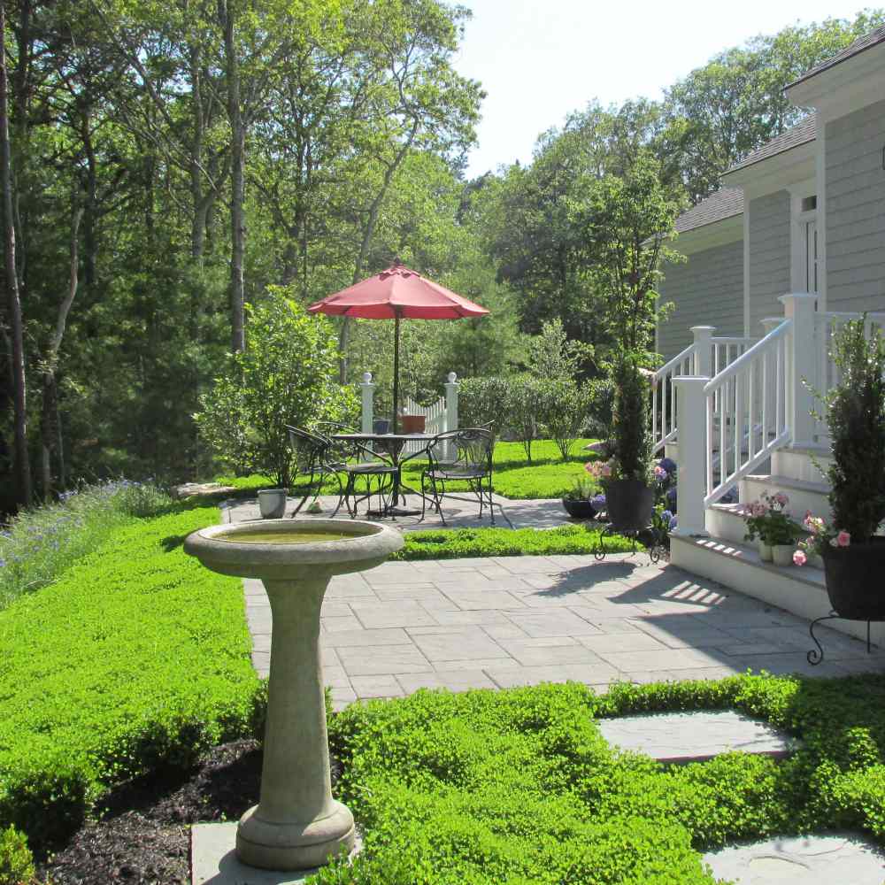 Miniclover: The Secret to a Low-Maintenance Lawn