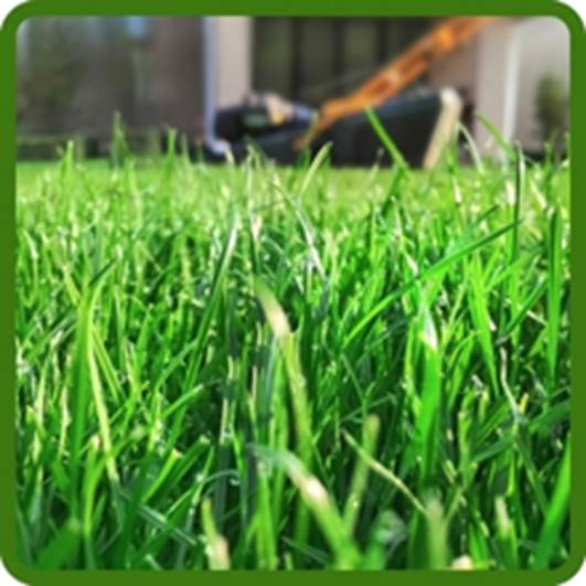Combat Extreme Dark Green Color Turf Type Fesuce Grass Seed
