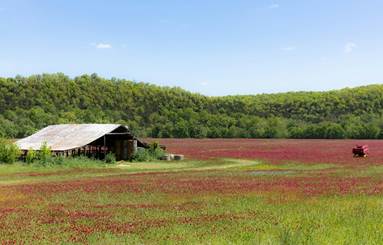 A field of red flowers with a barn

AI-generated content may be incorrect.