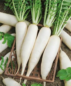 A bunch of white radishes

AI-generated content may be incorrect.