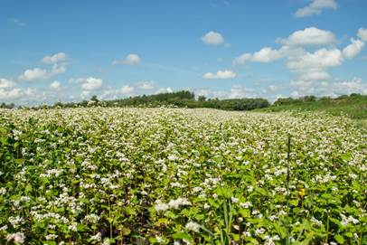 A field of white flowers

AI-generated content may be incorrect.