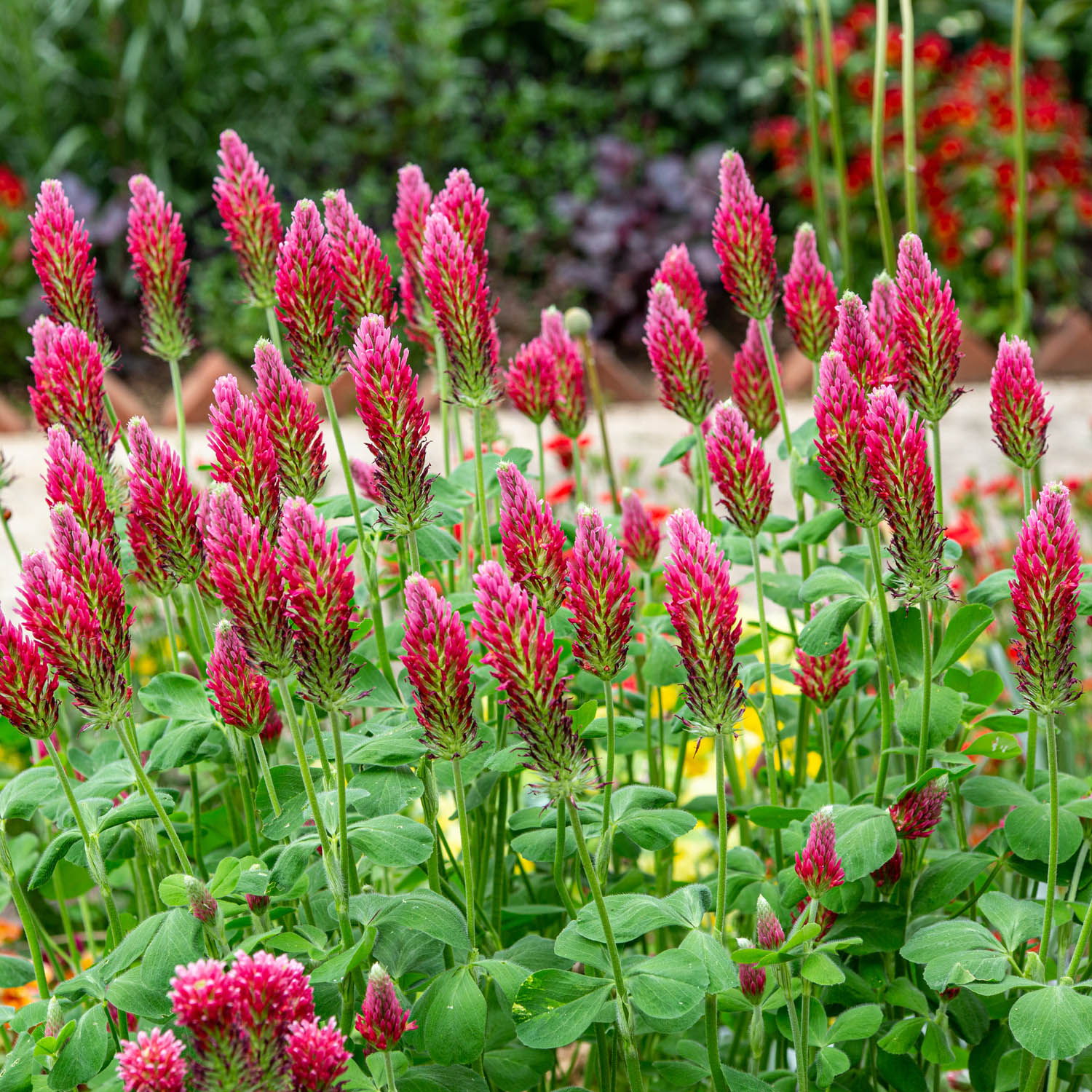 Crimson Clover cover crop