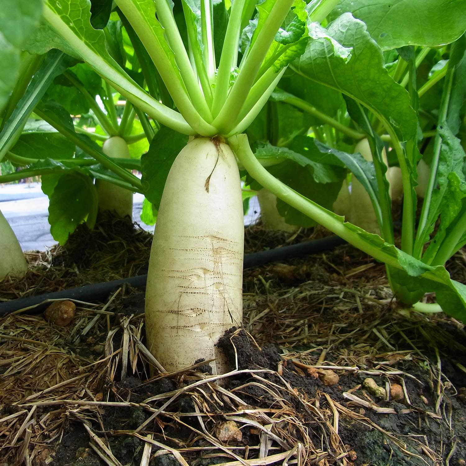 Daikon radish cover crop