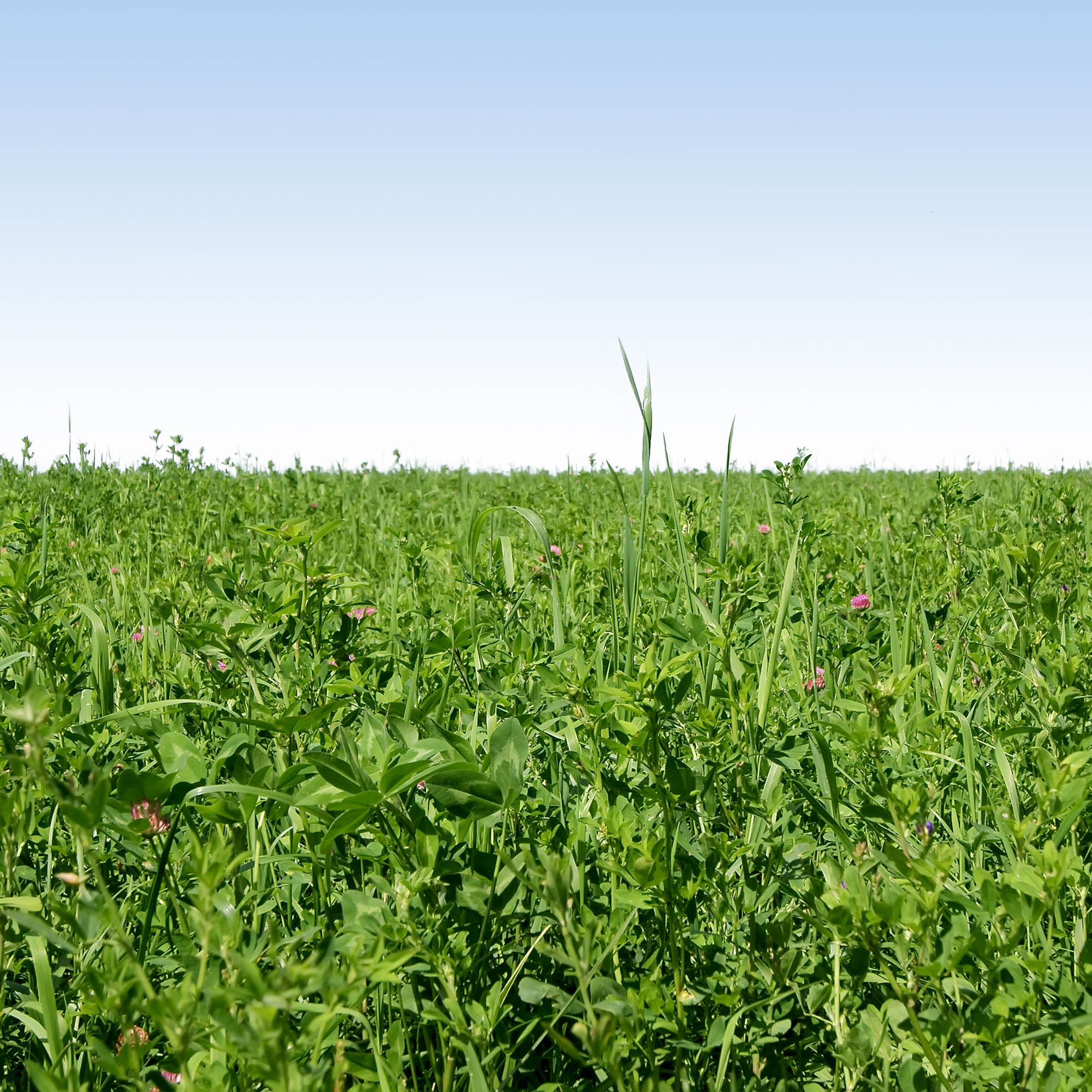 Gardenway cover crop mix