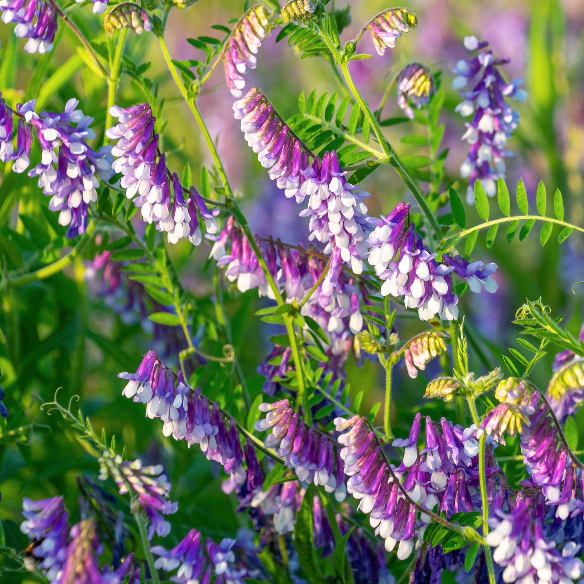 Hairy Vetch cover crop