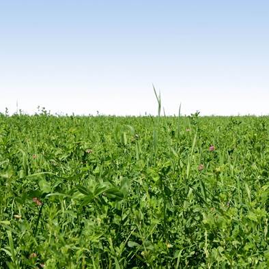 A field of green grass
AI-generated content may be incorrect.