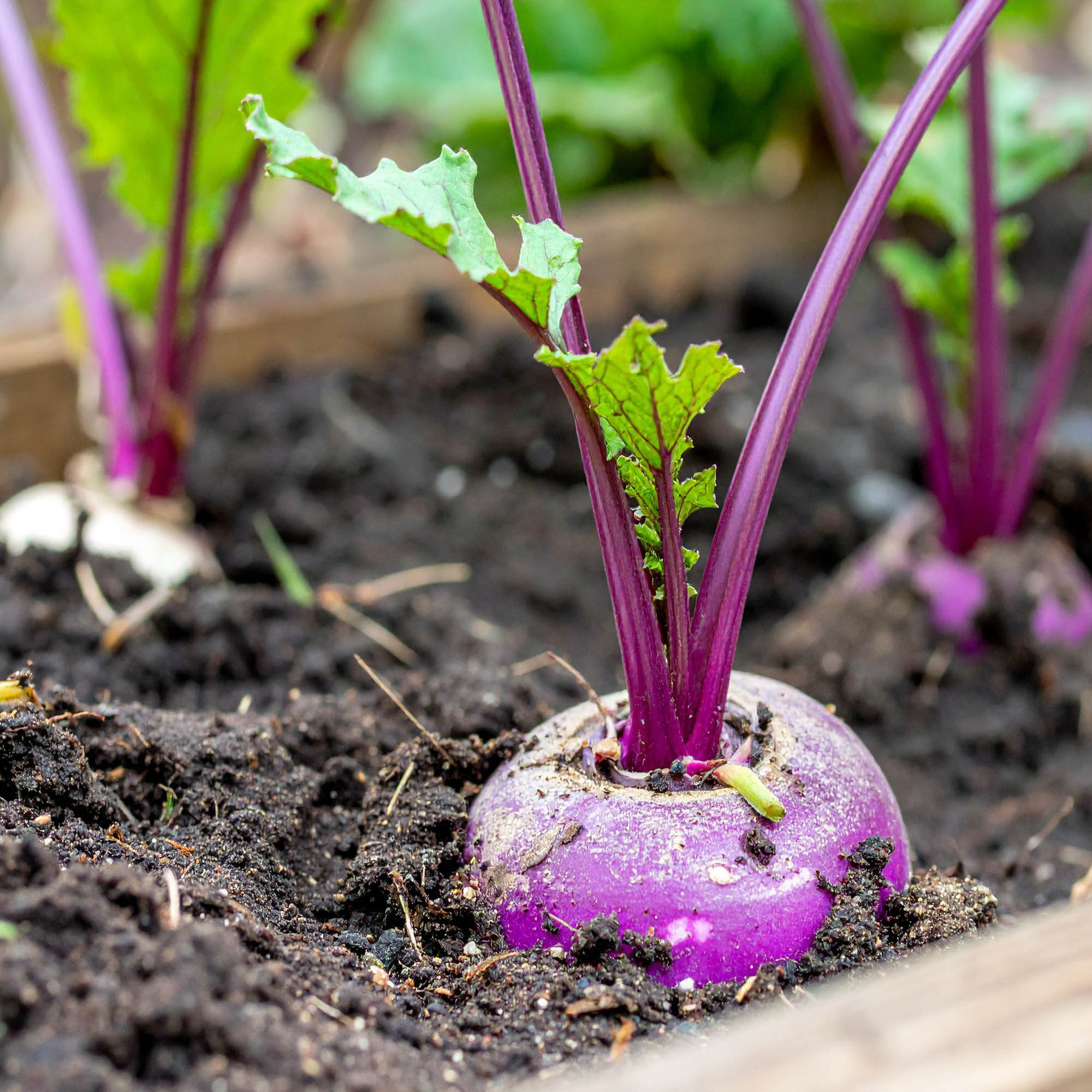Purple Top Turnip cover crop