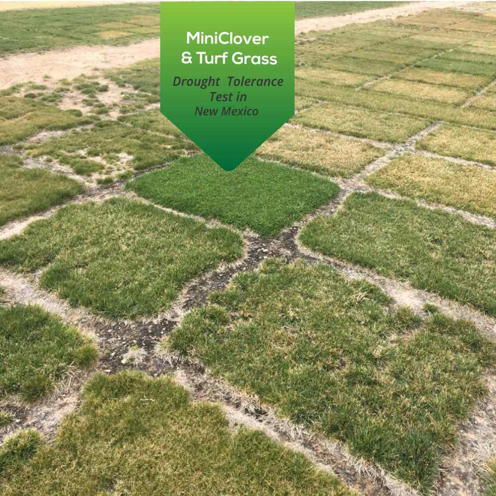Miniclover staying green beside drought-stressed turf in a New Mexico trial