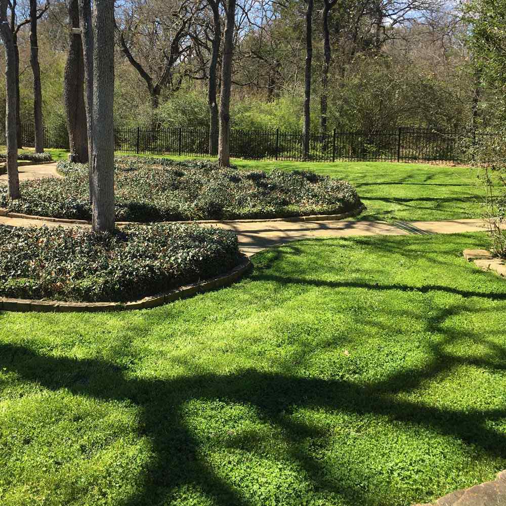 A dense, even Miniclover lawn under trees