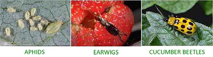 aphids-earwigs-cucumber-beetles