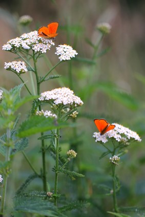 Yarrow