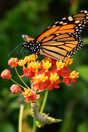 Milkweed and Monarch