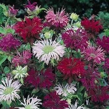 Monarda