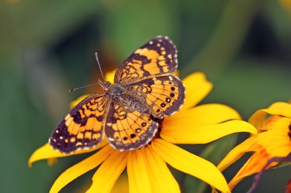 Pearly Crescentspot and Rucbeckia