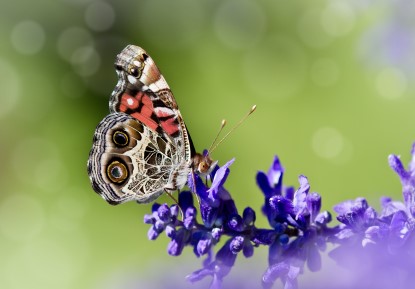 Tiger Swallowtail and Pentas