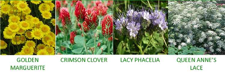 Golden Marguerite, Crimson Clover, Lacey Phacilia and Queen Ann's Lace