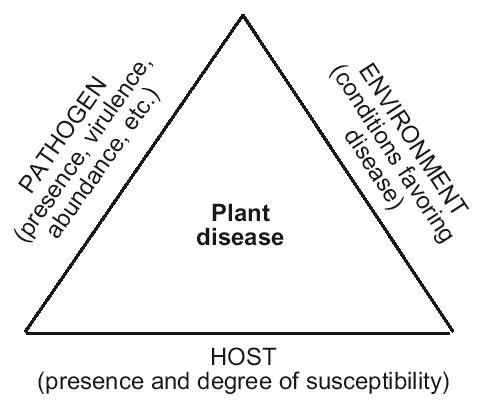 Lawn Disease