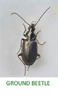 Ground Beetle